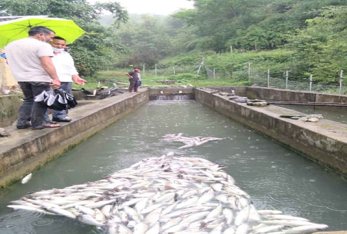 2500 trout fishes suddenly died in Jogindernagar mandi himachal