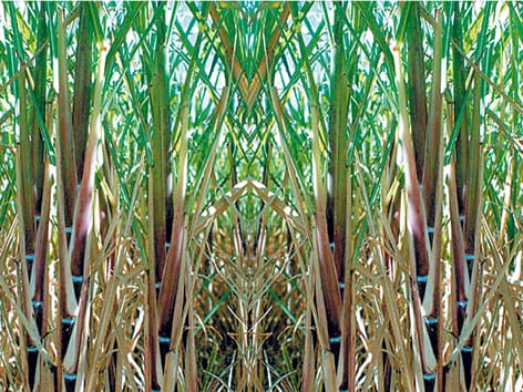 Sugar cane FRP