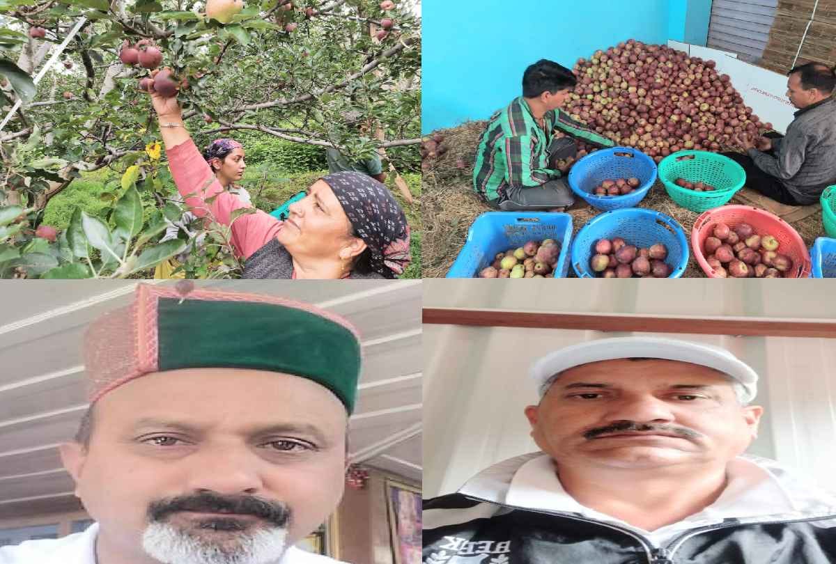 growers said that Crops worth crores will be ruined if the apple is not plucked after ripening