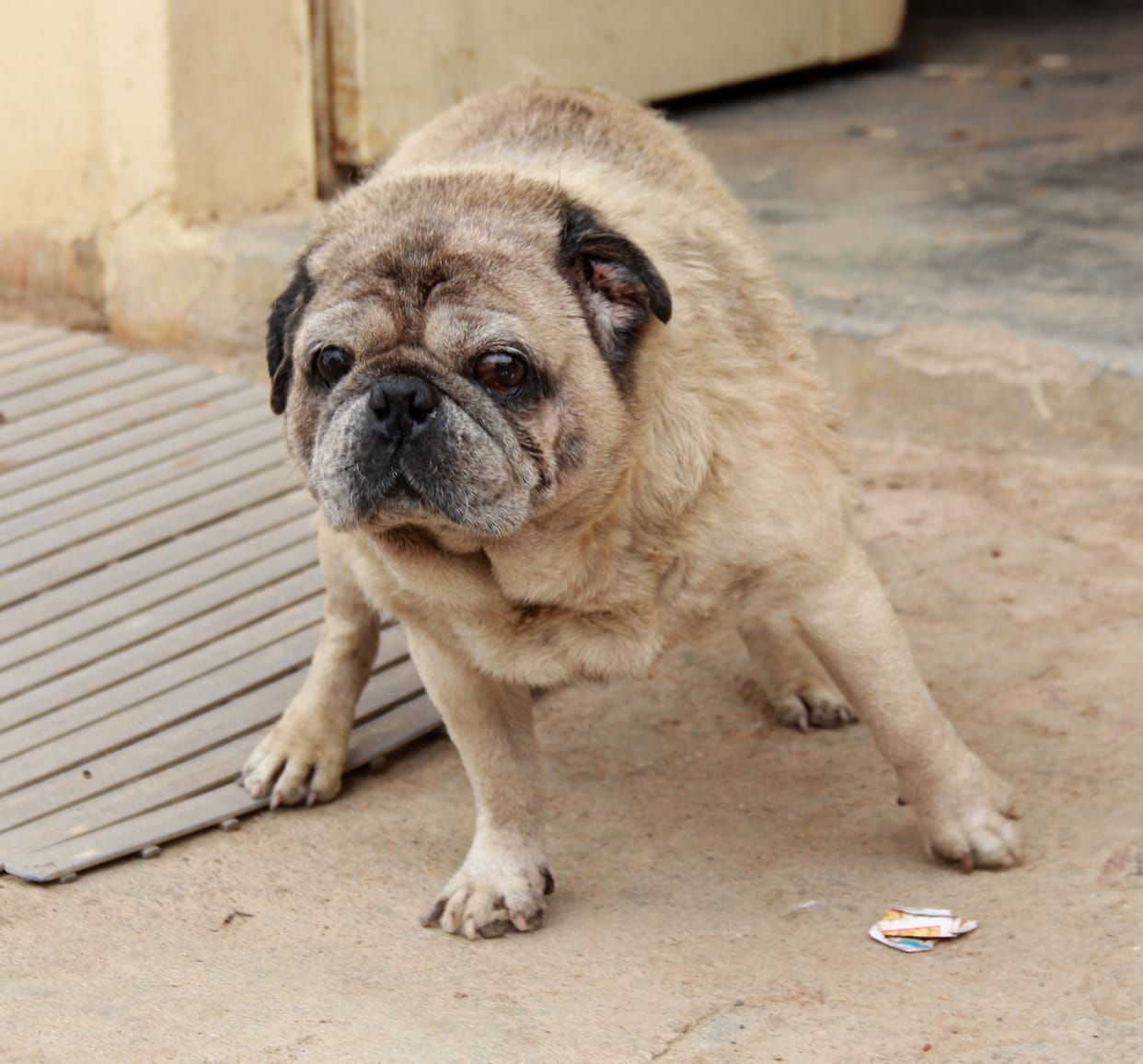 Jhansi people are very fond of expensive dogs