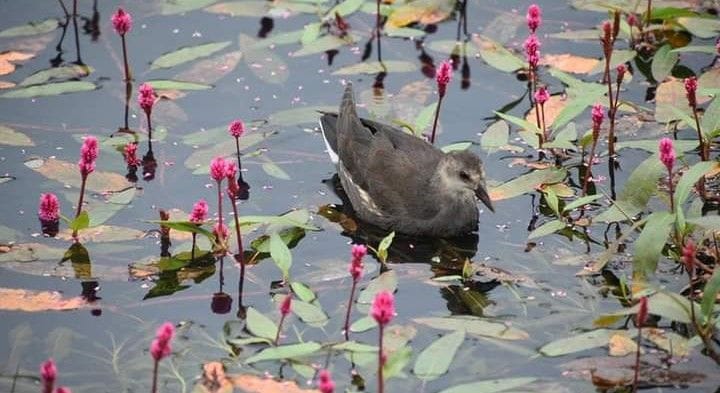 A pair of black ducks reached the Sheshnetra lake