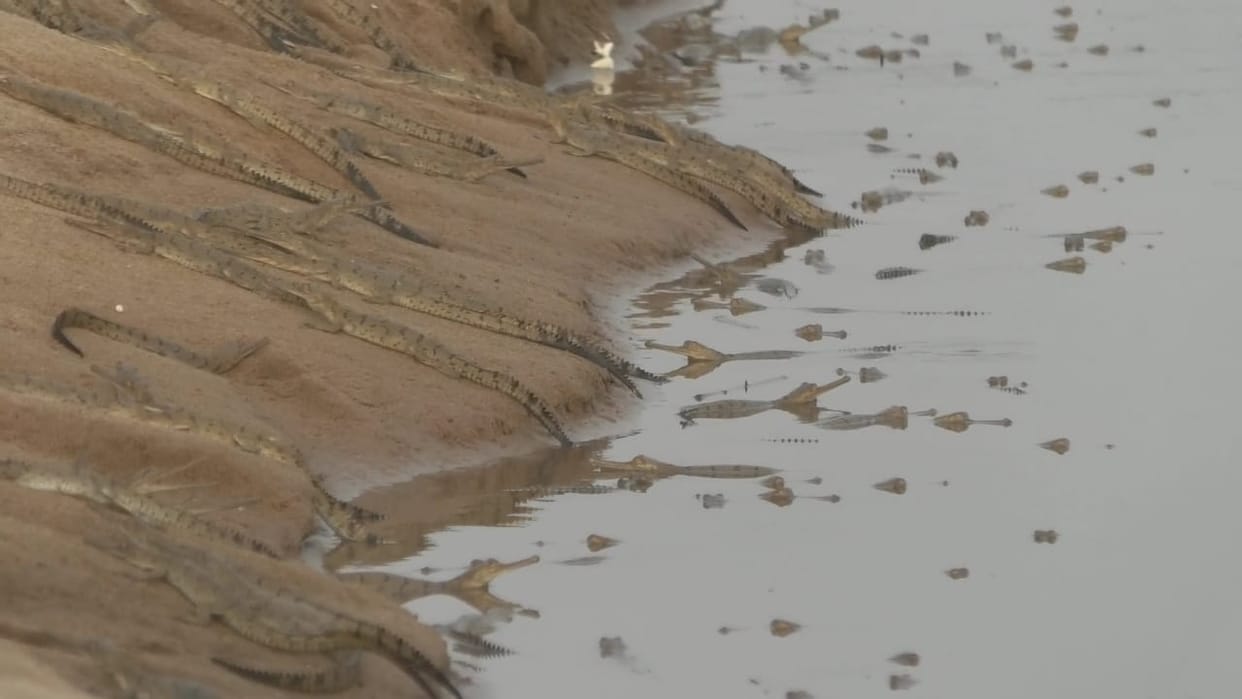 etawah news,The era of crocodiles and crocodiles became a flood