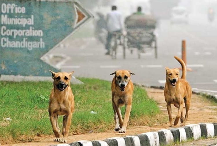 Problem of Stray Dogs is not Resolved even after many efforts by Nagar Nigam in Chandigarh