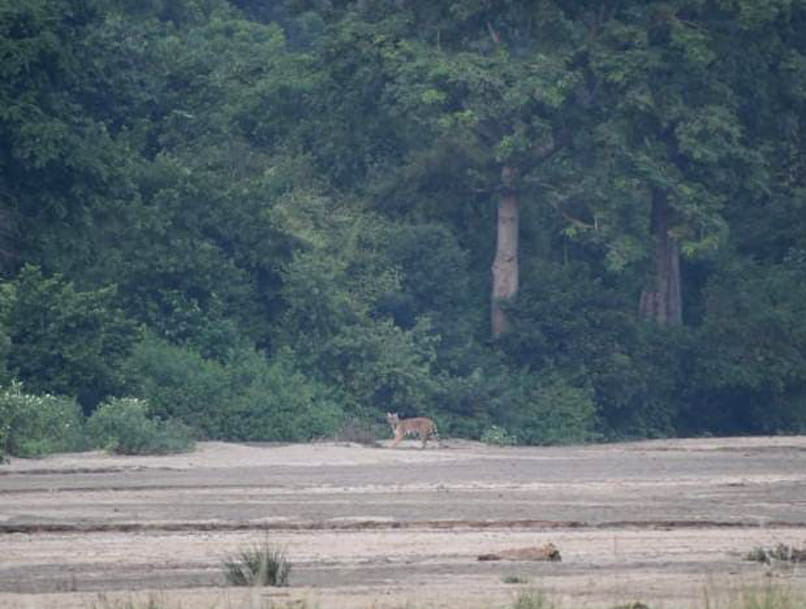 tiger reached near central colony