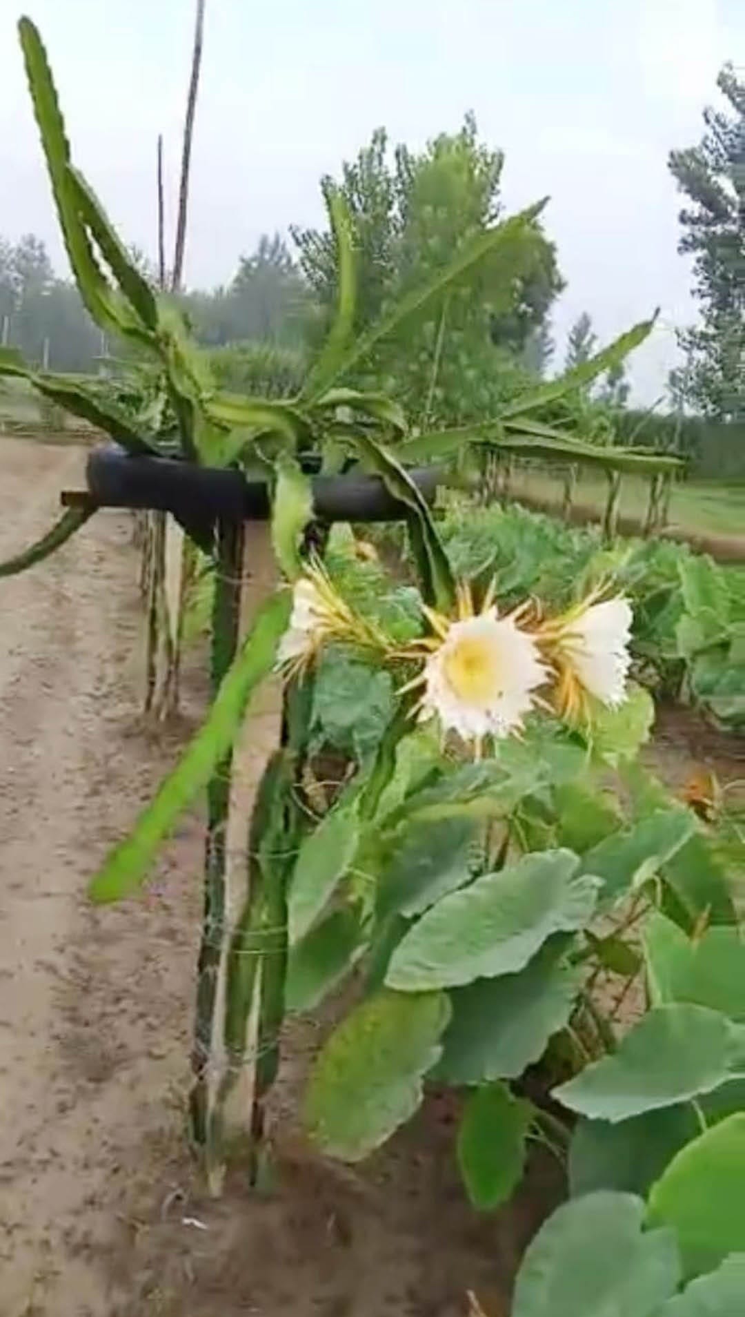 Earning from dragon fruit farming