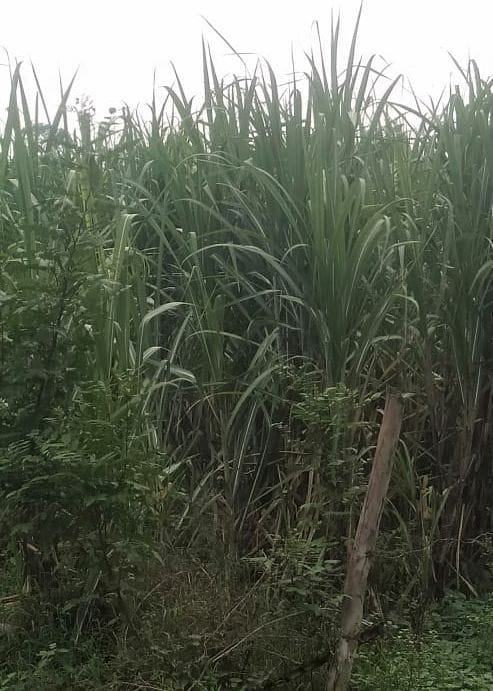 Farmers upset for payment of two billion arrears