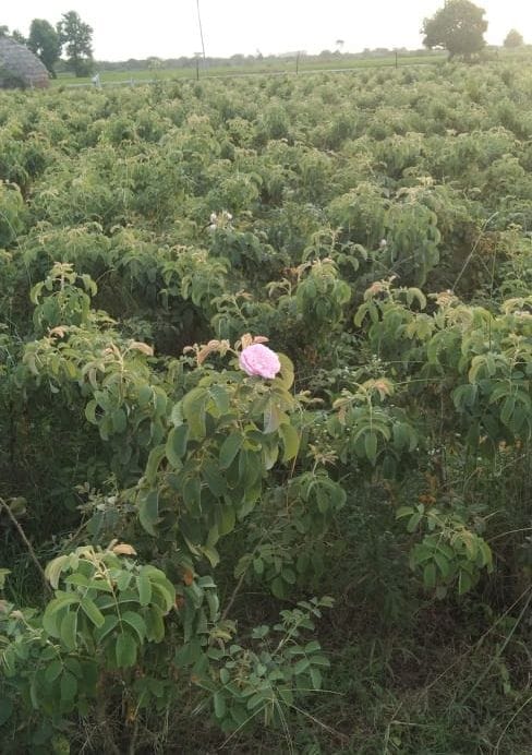 Hathras: 'Rose' withered again due to corona