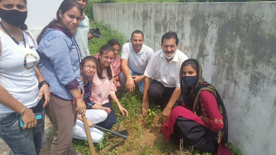 tree plantation