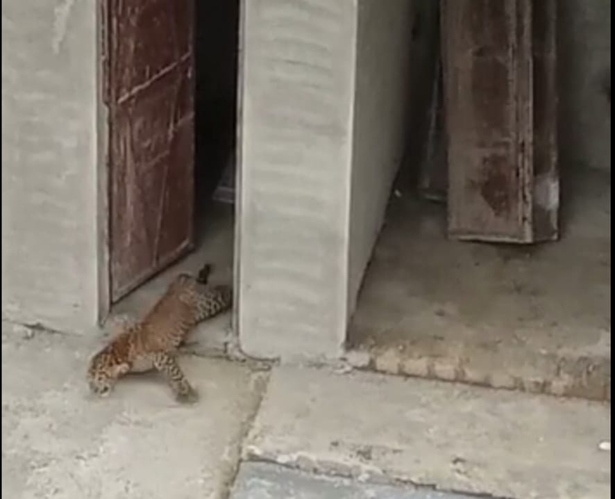 Guldar's cubs were seen in SSD College campus