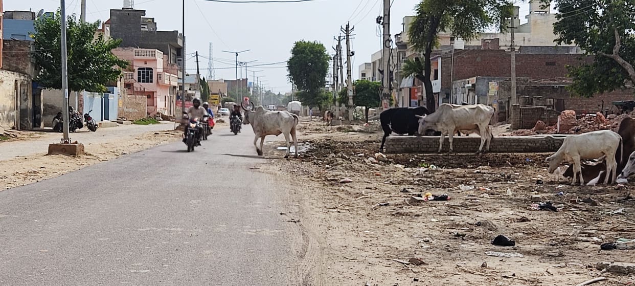 Campaign to catch destitute cows will start from August 31
