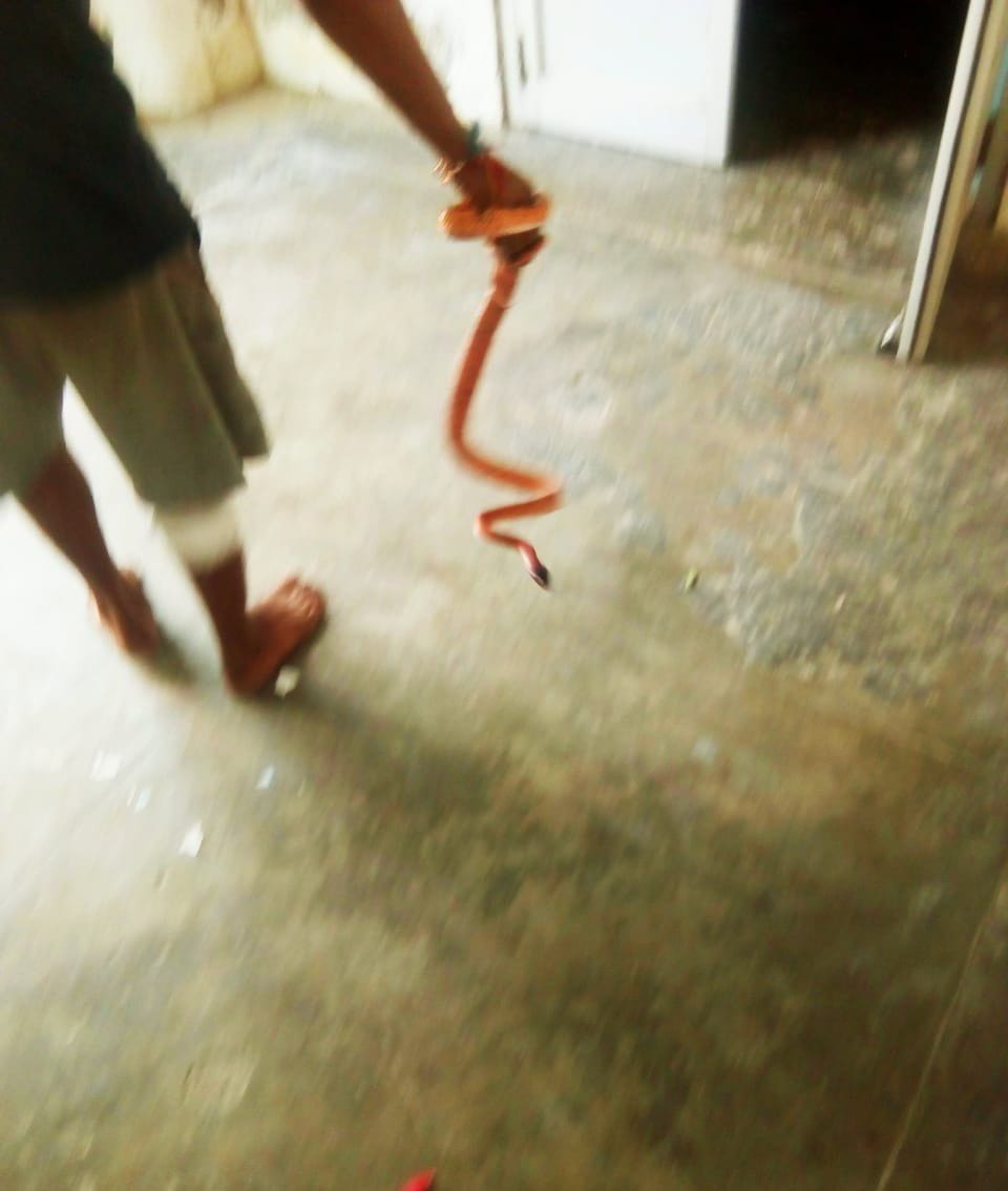 Aligarh: Snake found in the library of Economics Department of DS College