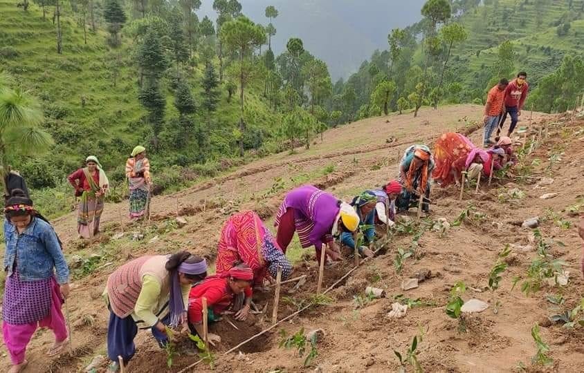 Tea Farming in Lohaghat