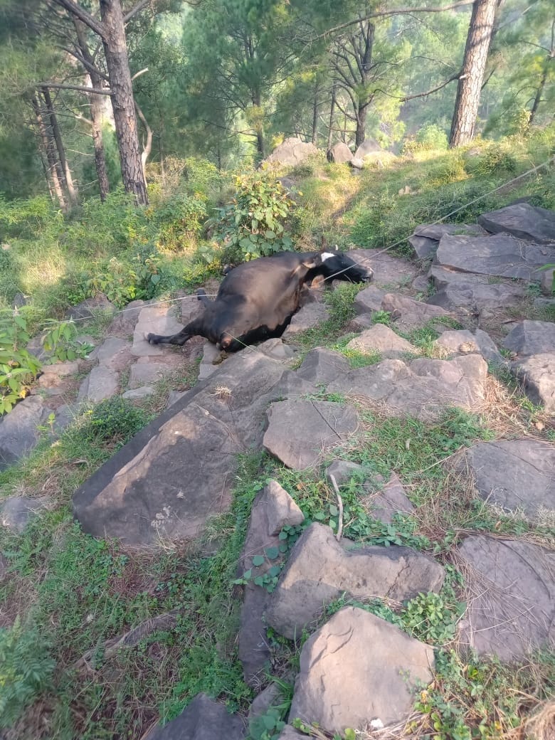 Animal Death