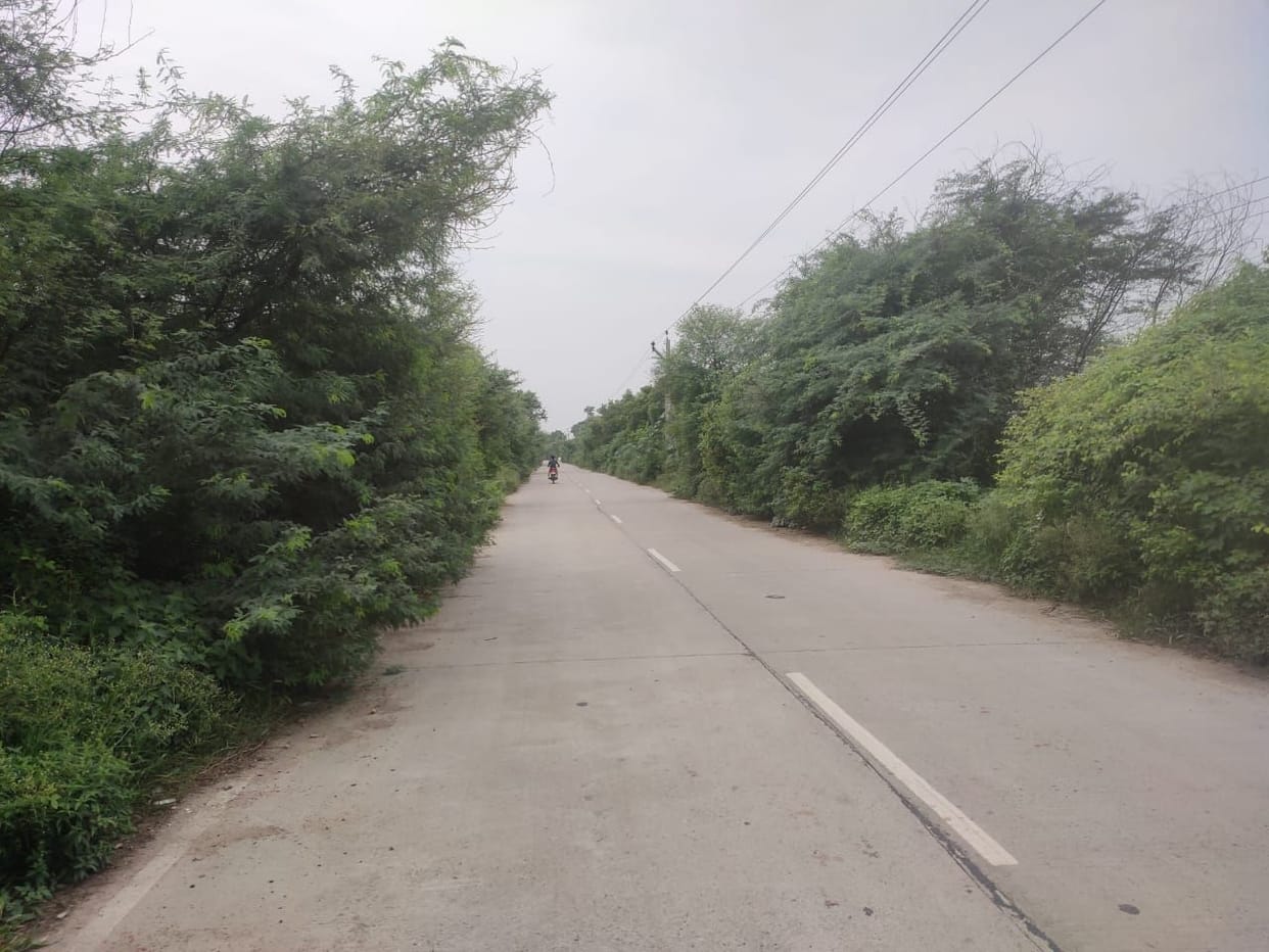 accident occured due to babool tree