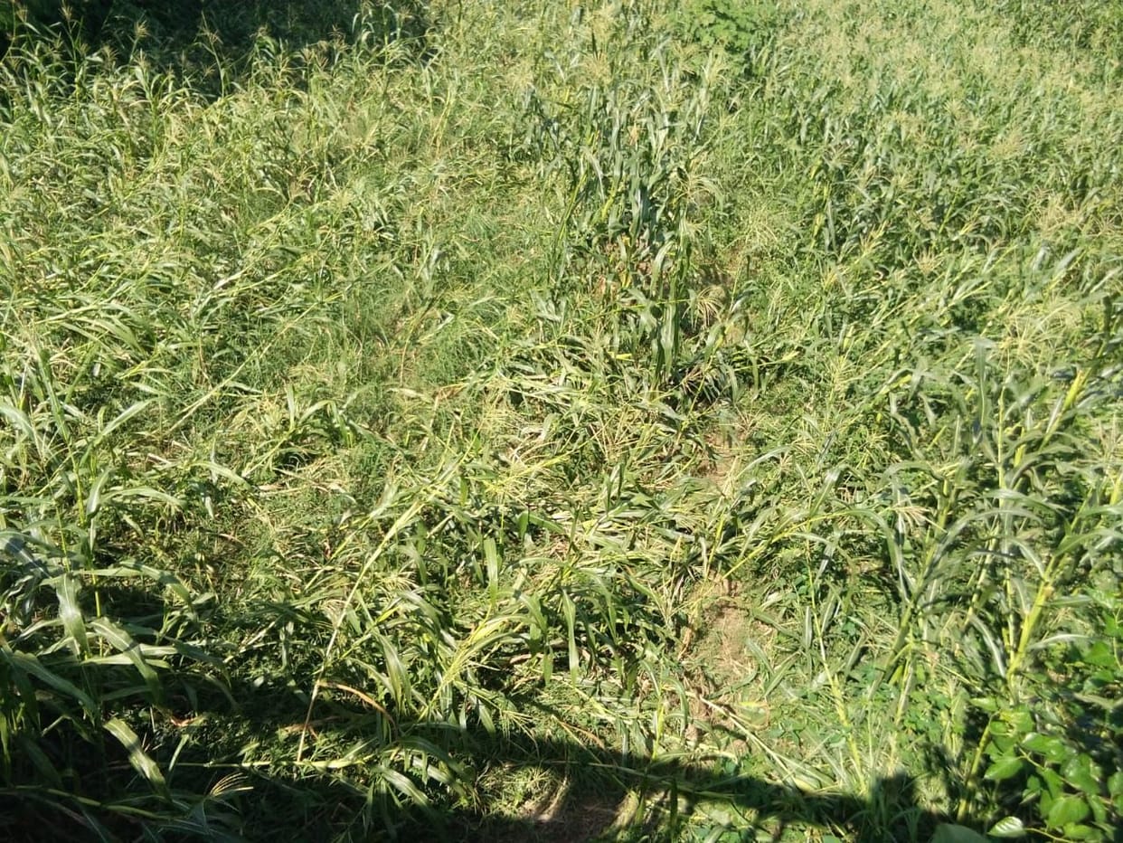 wheat cropes washed with rain