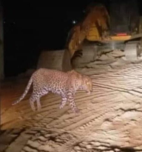 Panic among people due to leopard sighting in Dhanaura elderly