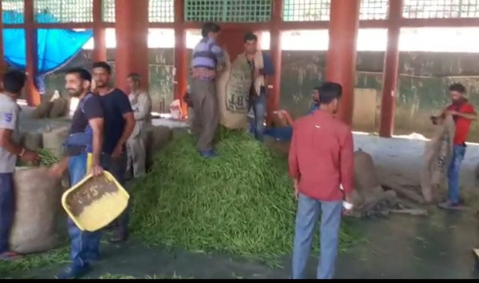Now the price of frenchbean has come down, getting Rs 20 per kg