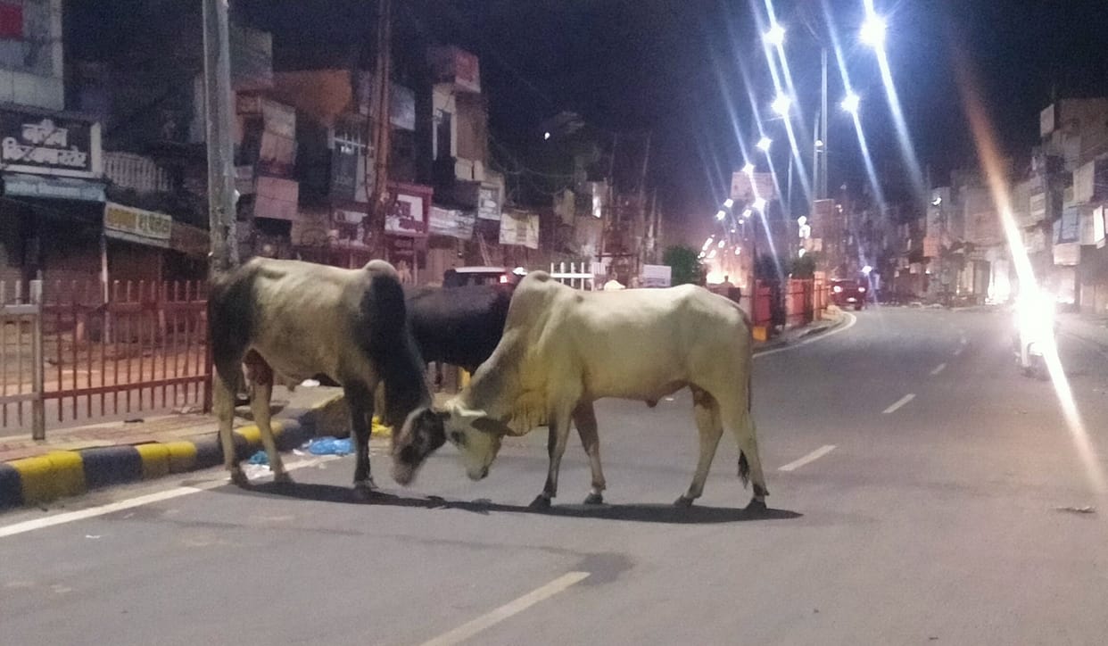 City council team surveying unclaimed cows at night, campaign will start from Monday