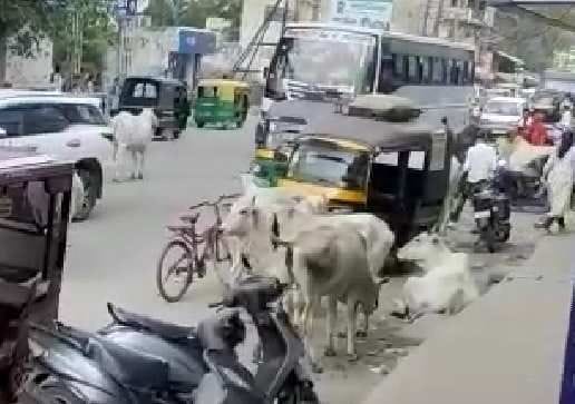 Campaign to catch bulls, dogs and monkeys stuck in re-tendering
