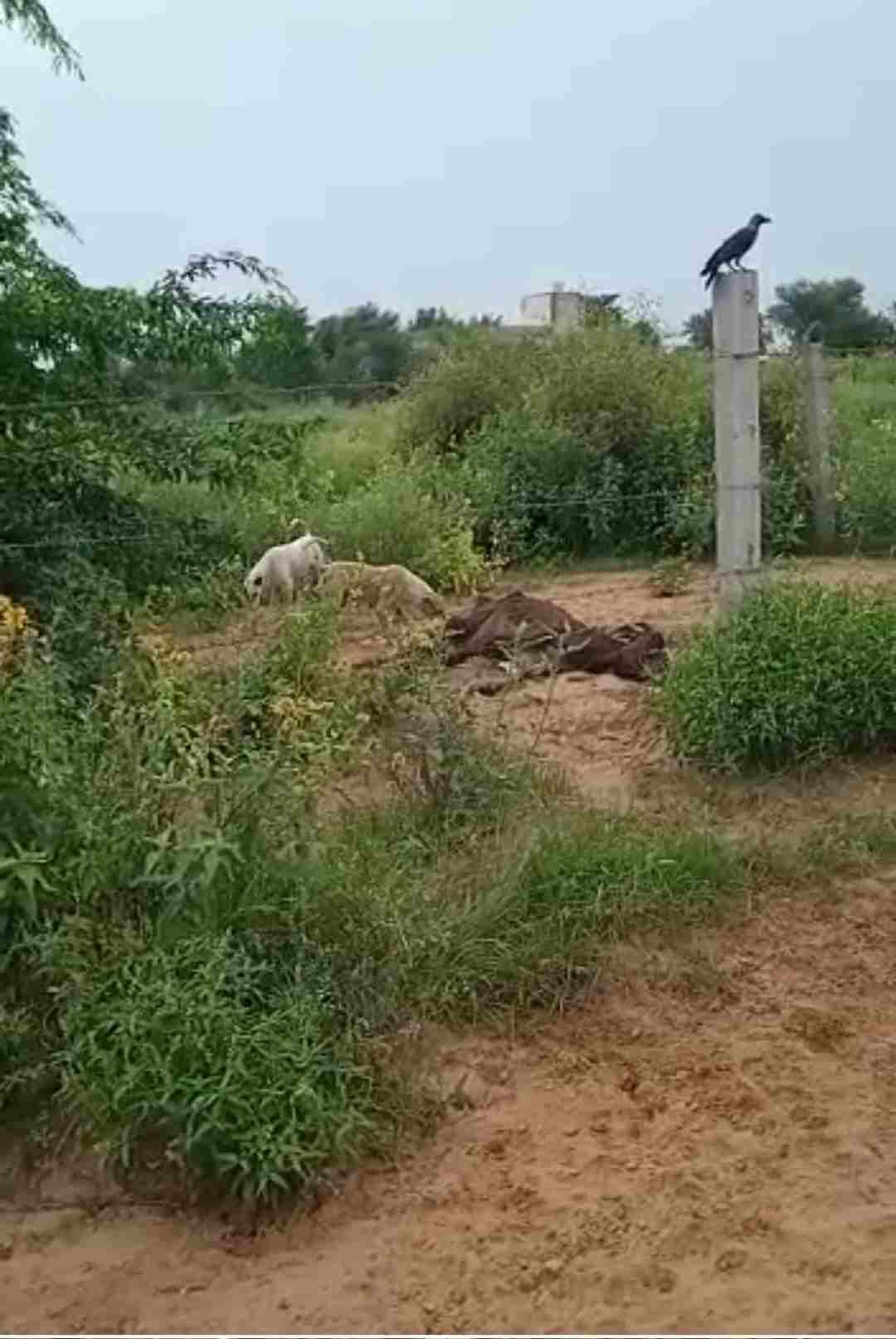 Video of dead cows being thrown in the open by not pressing them into the pit goes viral