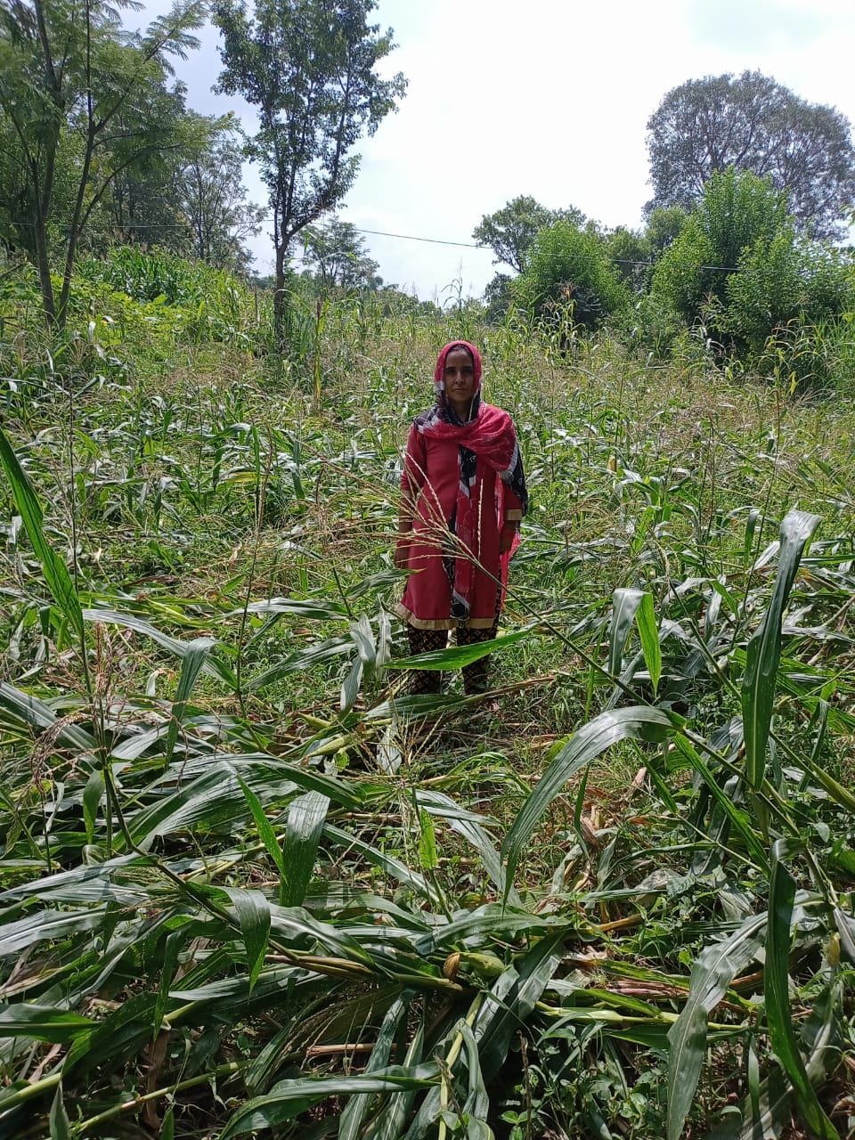 wheat crope distroyed in rain