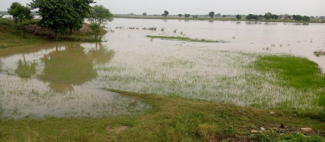 1100 acre crop drowned
