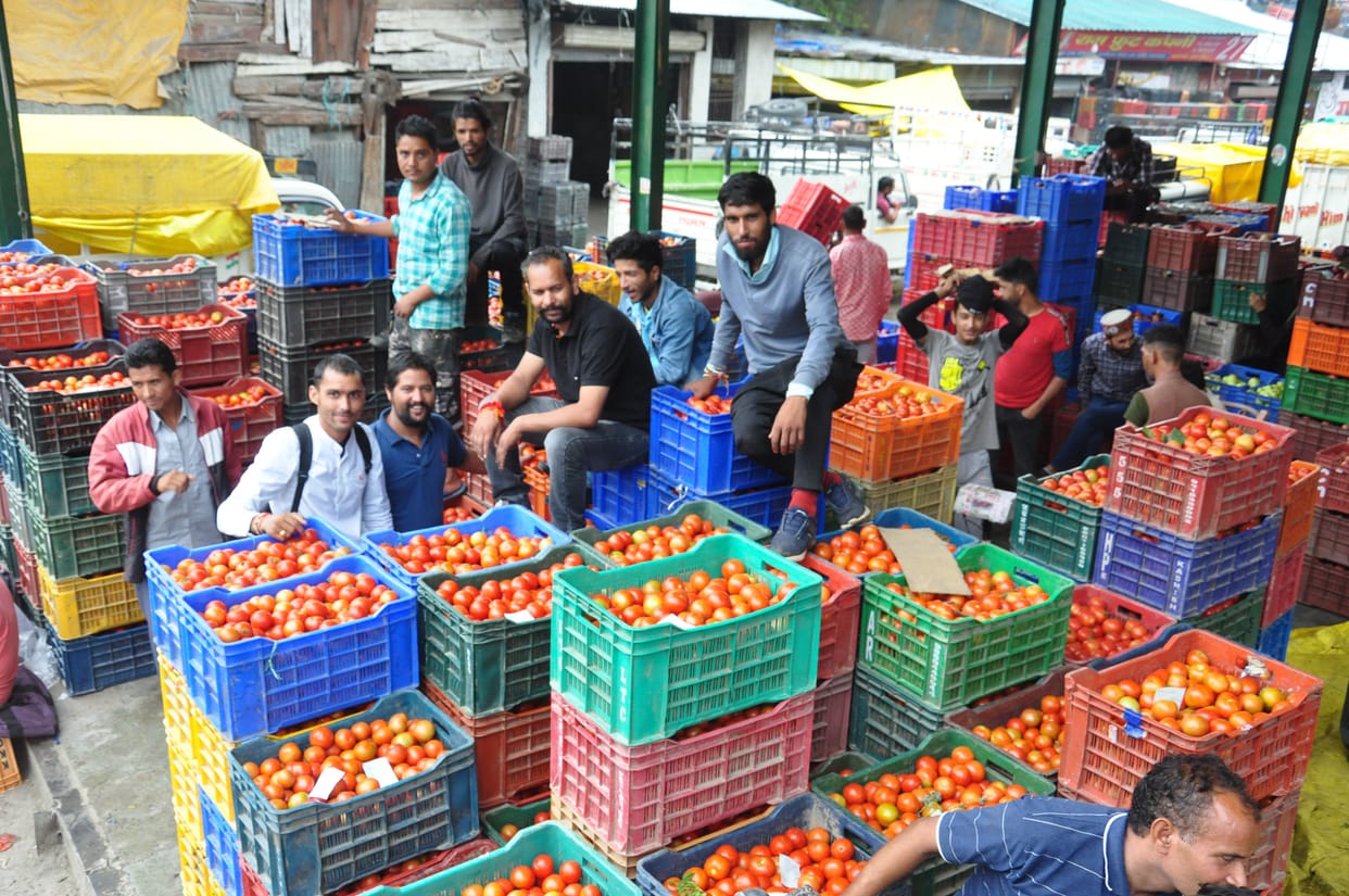 Tomato being sold at a penny price