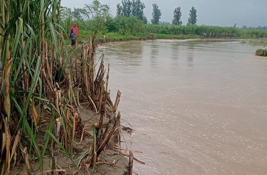 Many bighas of crops in Malan river