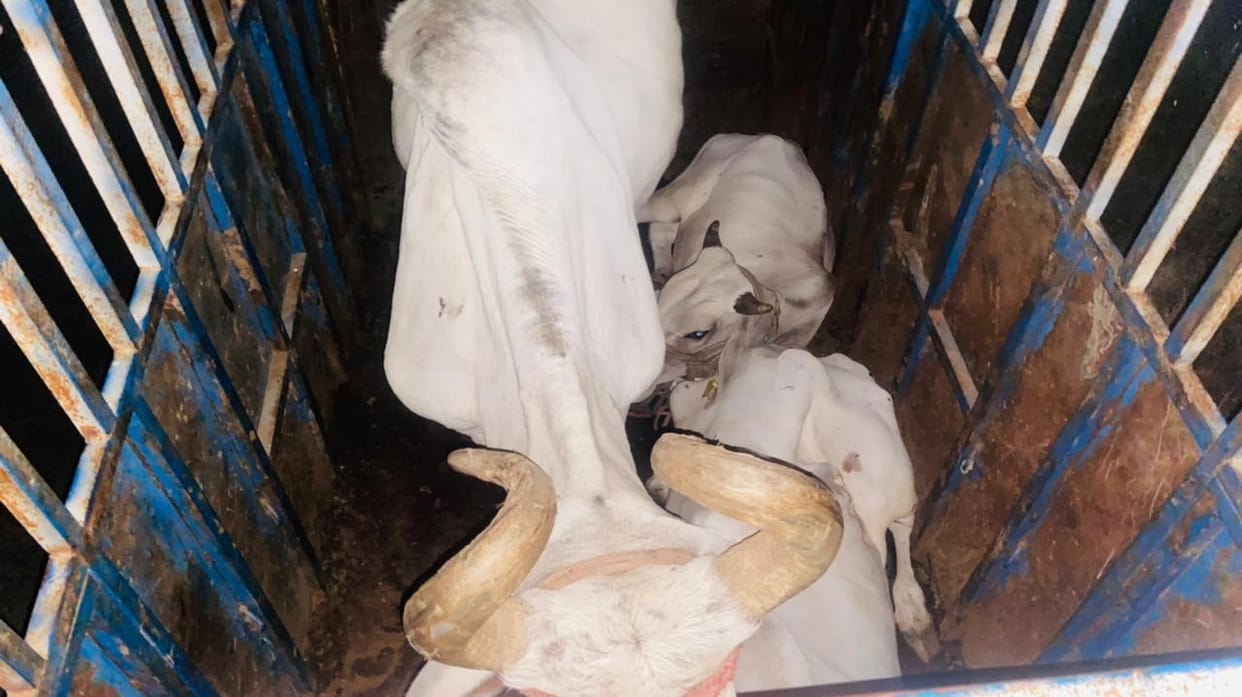 Govansh Hospital's ambulance collided with a tree, driver absconded