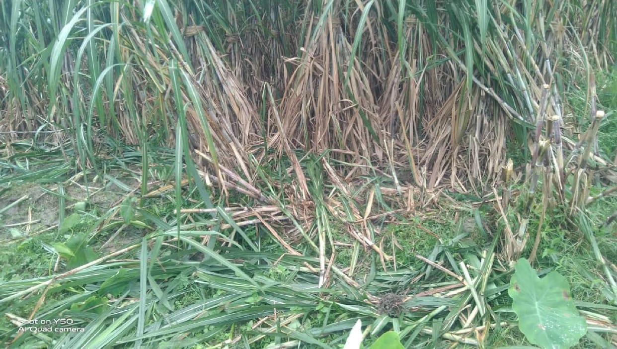 Herd of elephants trampled sugarcane