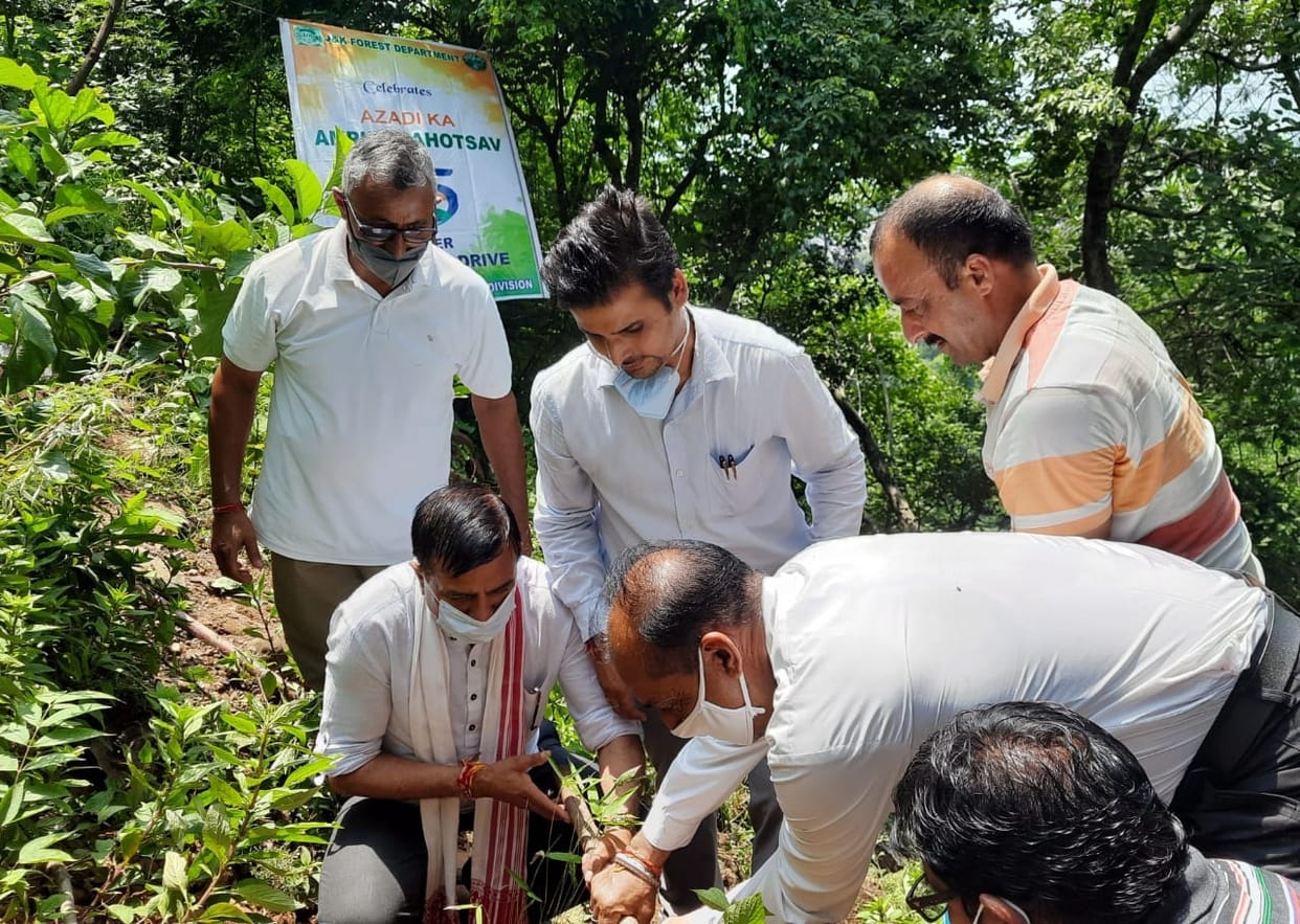 Plantation drive