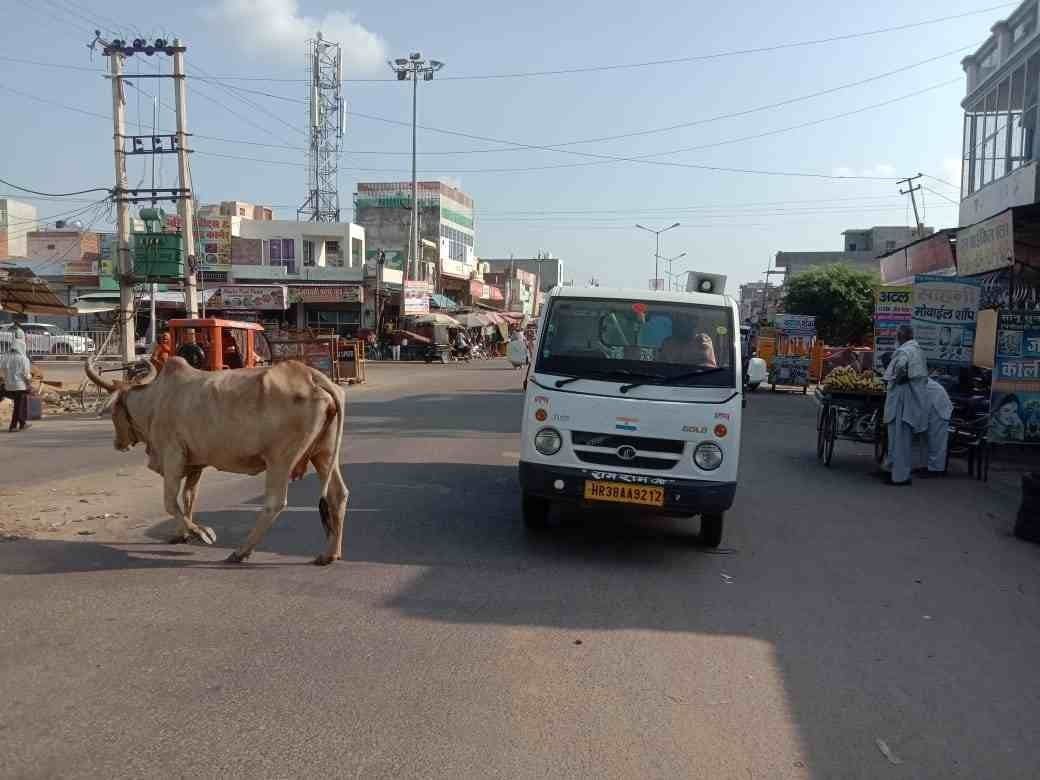 Those who leave animals on the roads will be fined from 21 hundred to five thousand rupees