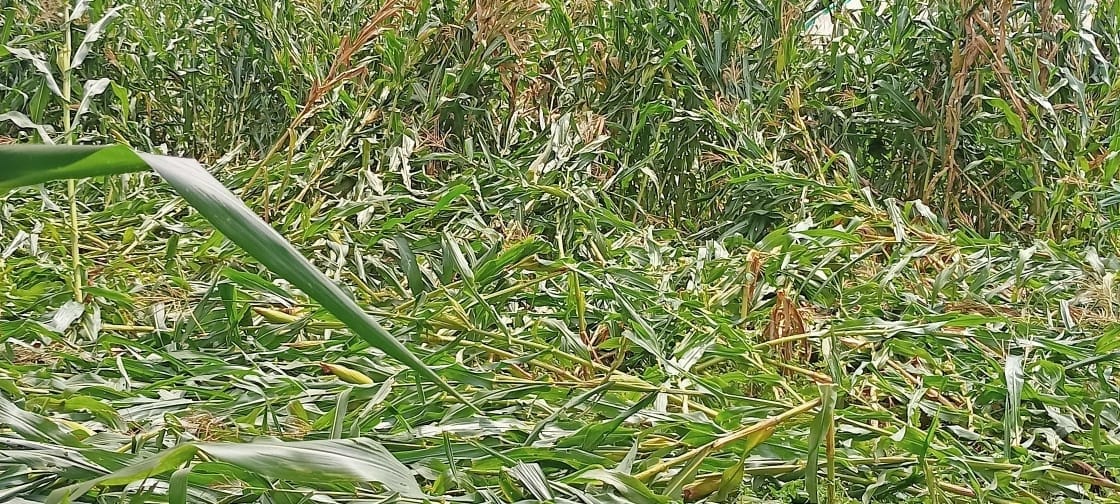 maize crops destroyed in puruwala