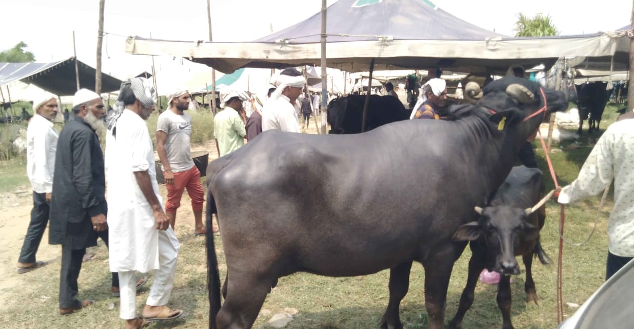 Traders from other states come to Kosli's cattle fair