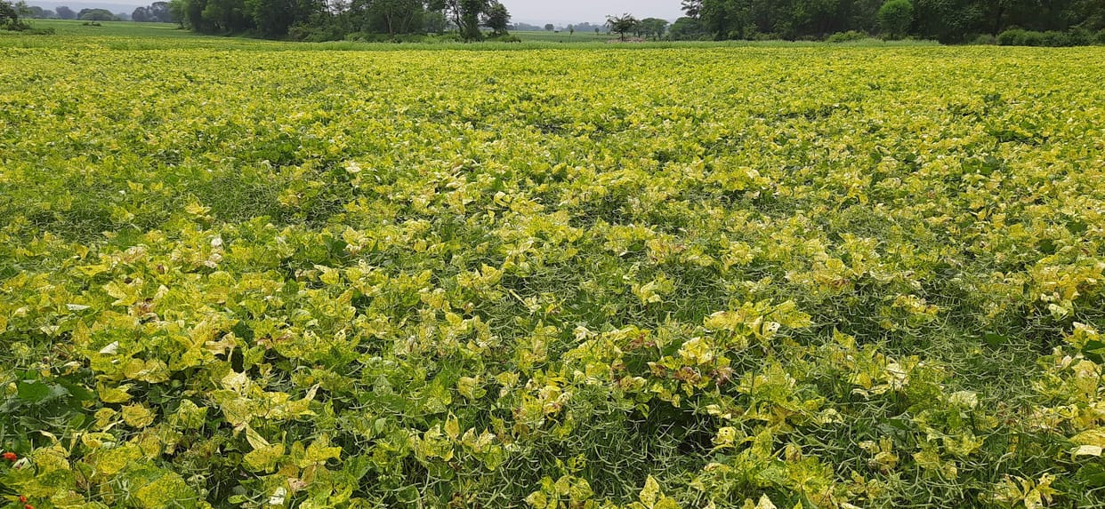kharif crop affected, yellow mozek