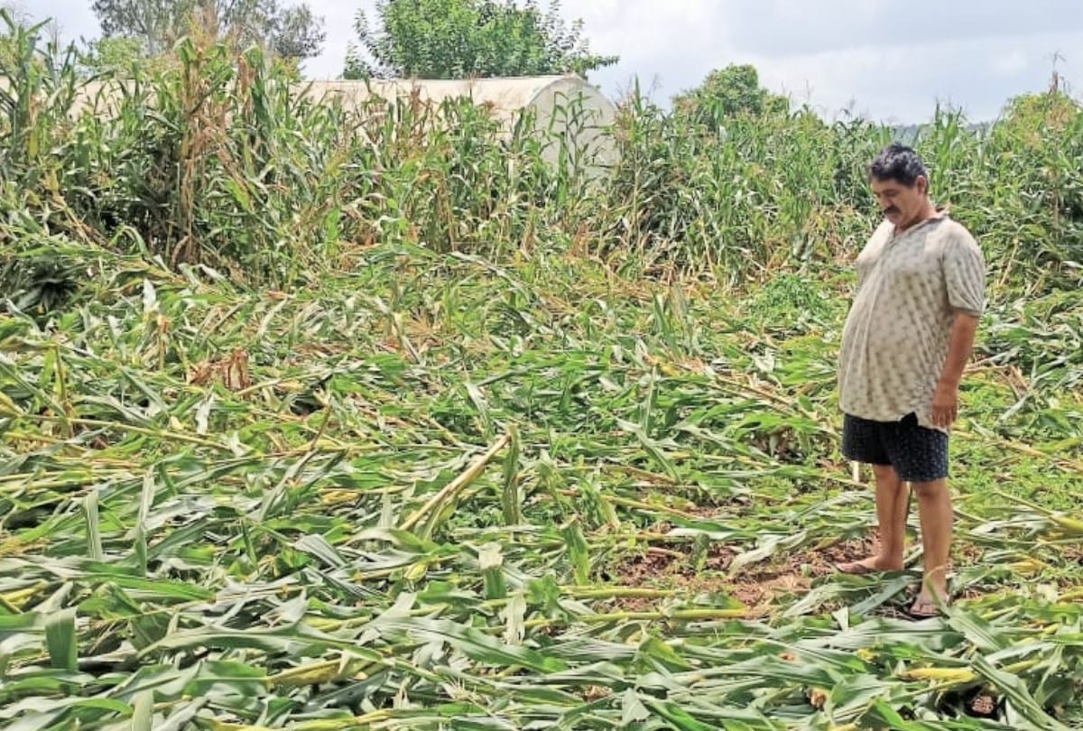 himachal weather update: snowfall in mani mahesh maize crops damaged in paonta sahib