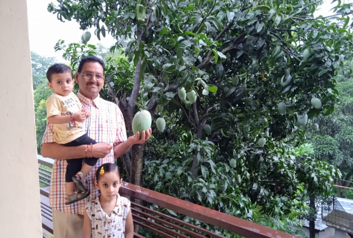 himachal bilaspur news: fazli mango variety of pumpkin size in bilaspur himachal pradesh
