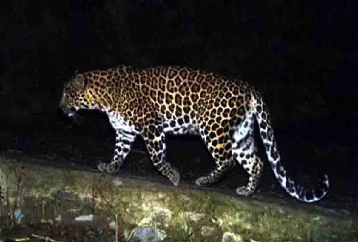 leopard entered in house during krishna janmashtami celebration in etawah