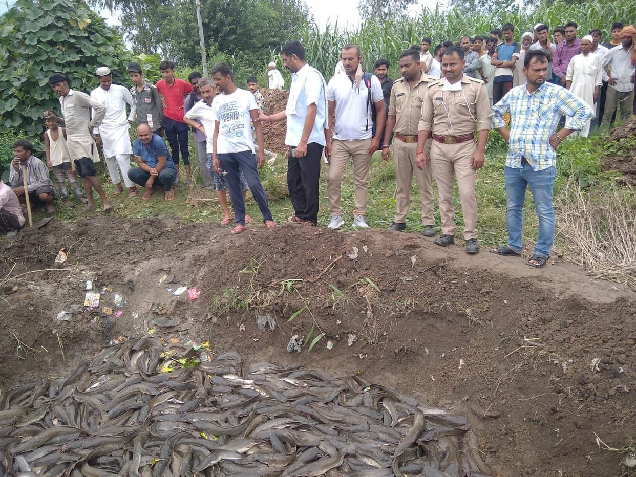 Banned Mangura fishes buried in the ground