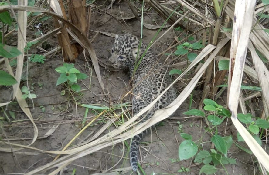 Guldar cubs found in sugarcane field in Hajipur