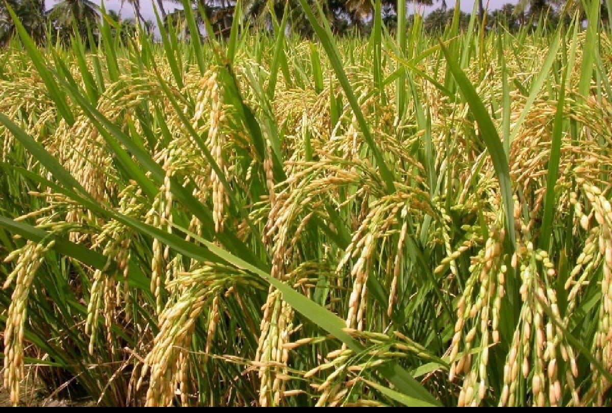 Jammu-Kashmir: Up to 70 percent loss to Basmati, paddy lying in the open in the mandis also soaked