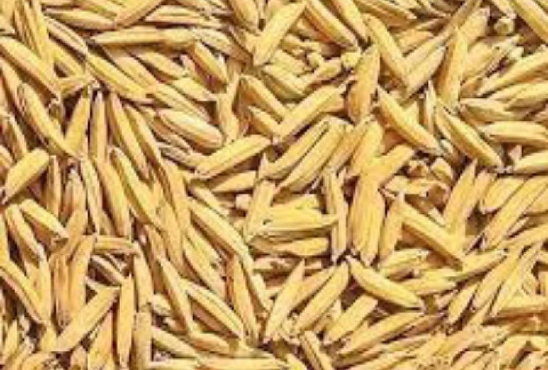 Danger looms over the production of nutritious Kasturi Basmati