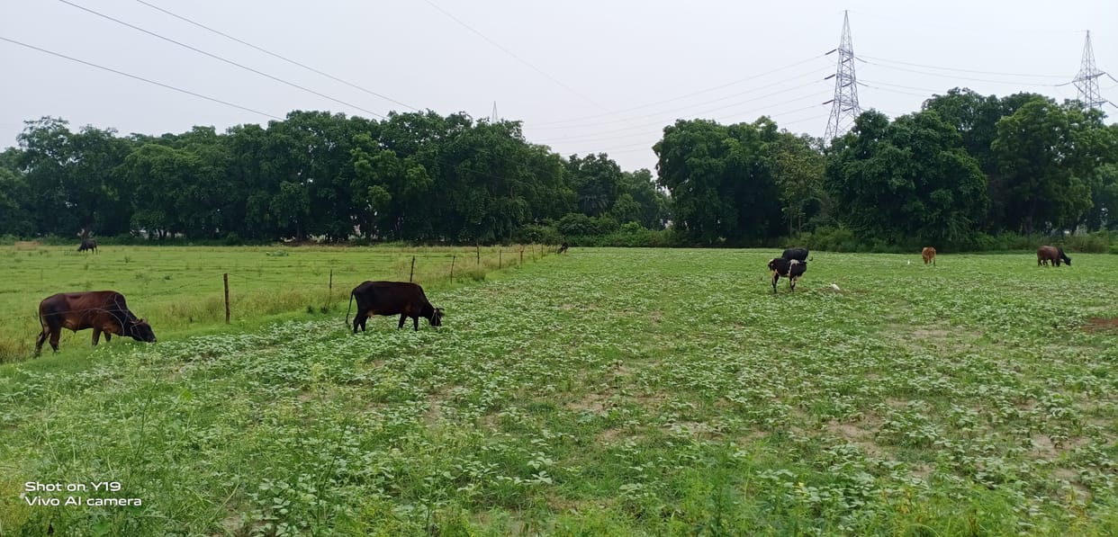 Anna cattle grazing farmers' hard work