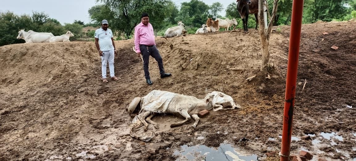 4 cows died in shelter