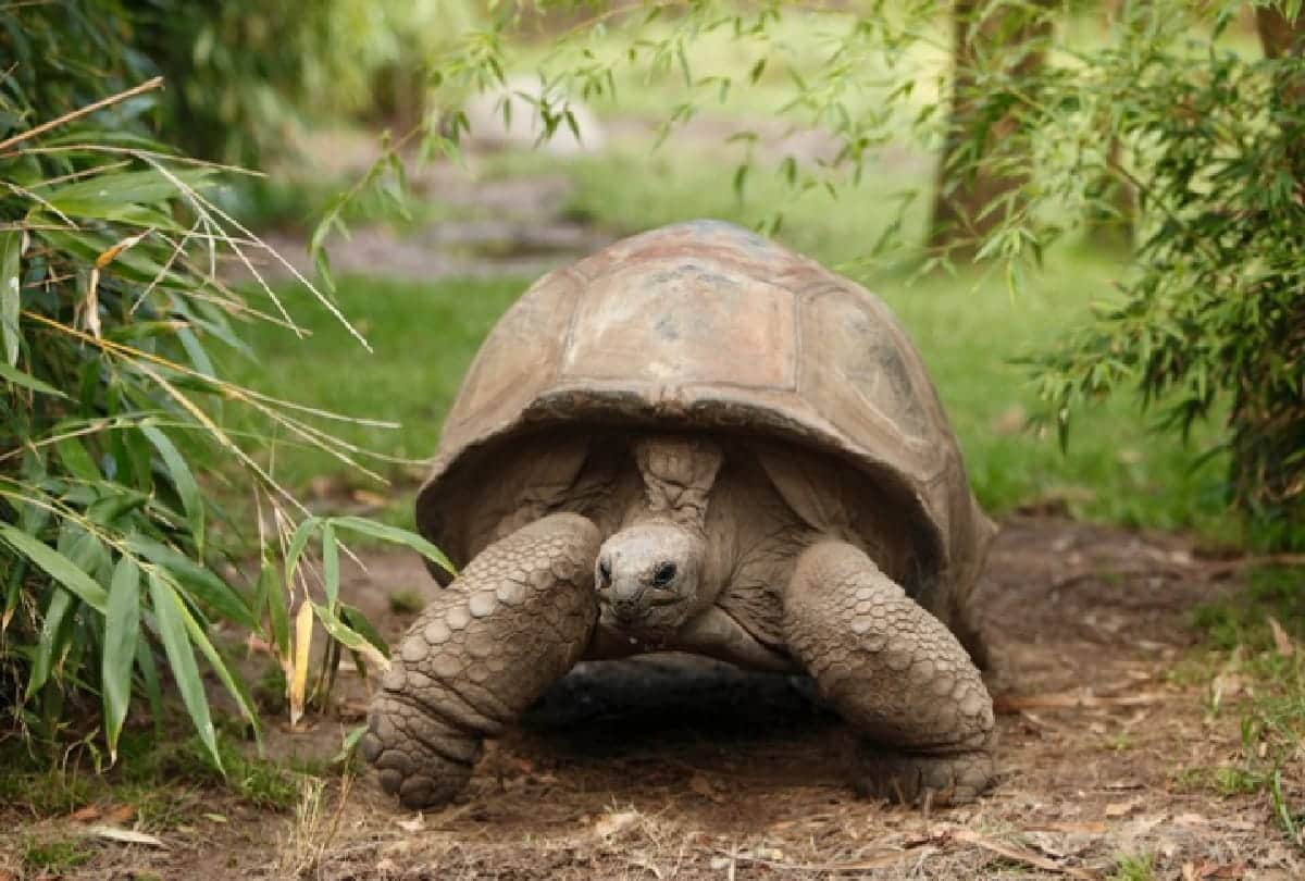 why do turtles live for so long this is the reason behind it