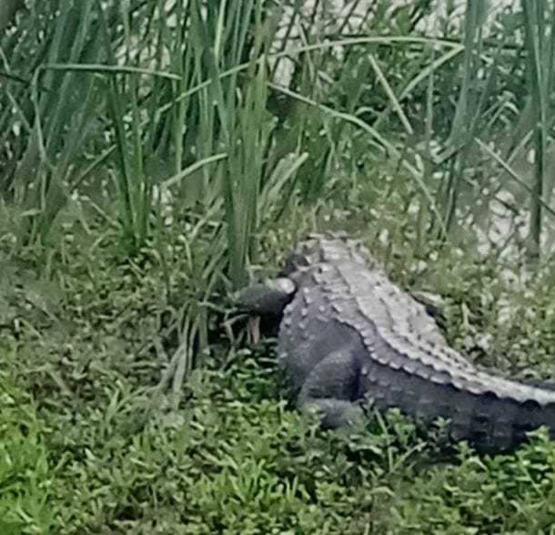 crocodile seen near village