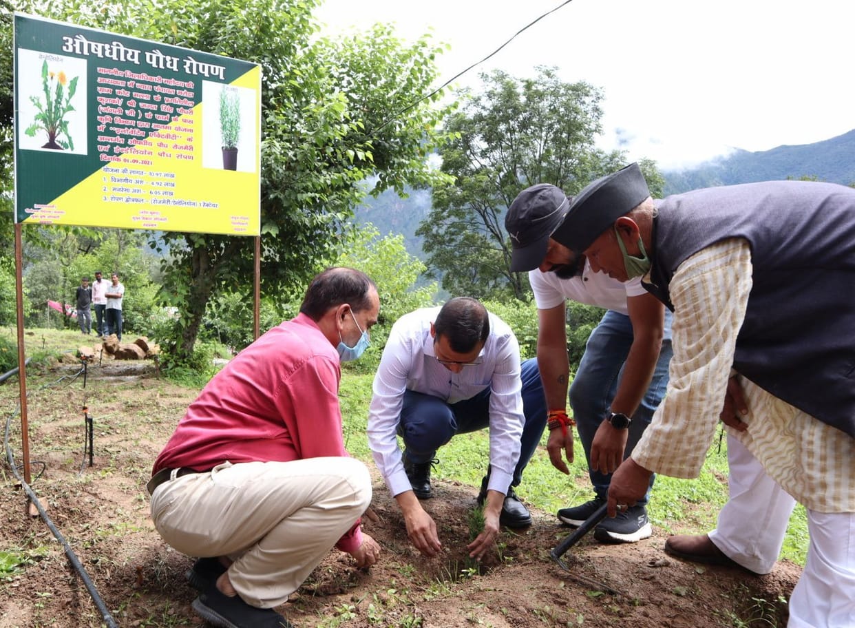DM planted medicinal plants in Kot Malla village