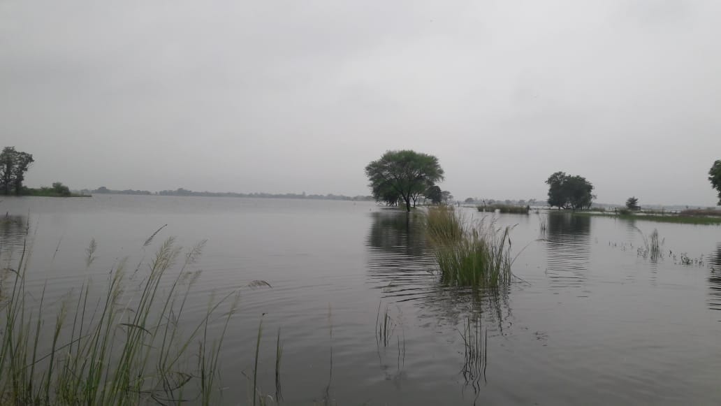 More than two thousand acres of agriculture destroyed due to waterlogging