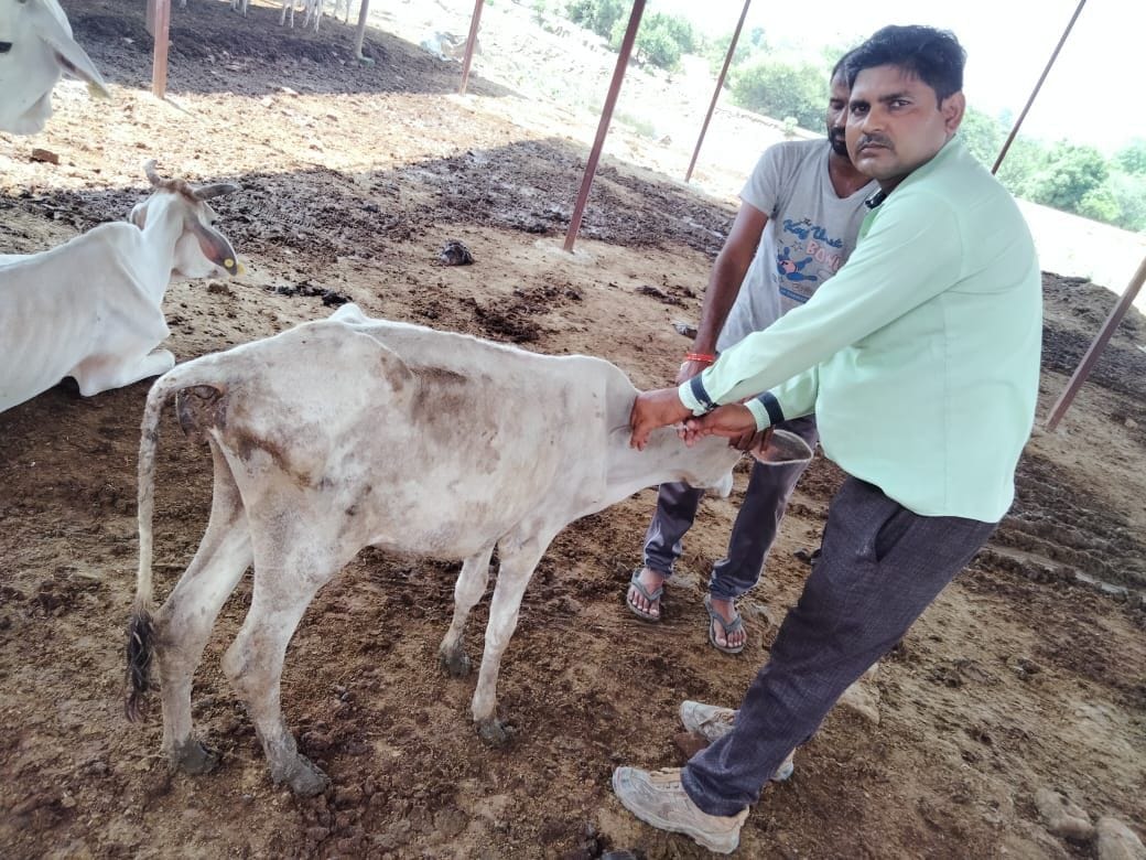 gives treatment to ill cows