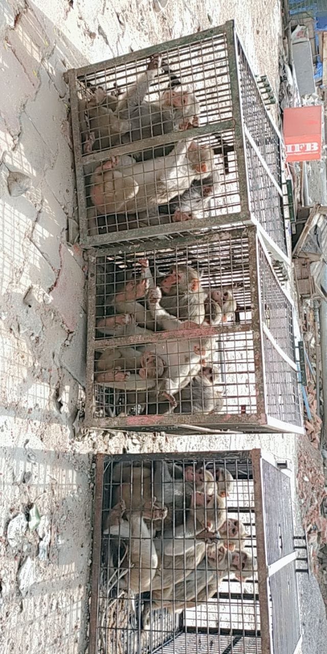 Mathura: Municipal Corporation's monkey catch campaign started, 85 monkeys imprisoned in cage